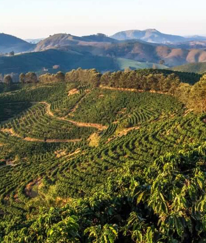 brazil-coffee-plantation