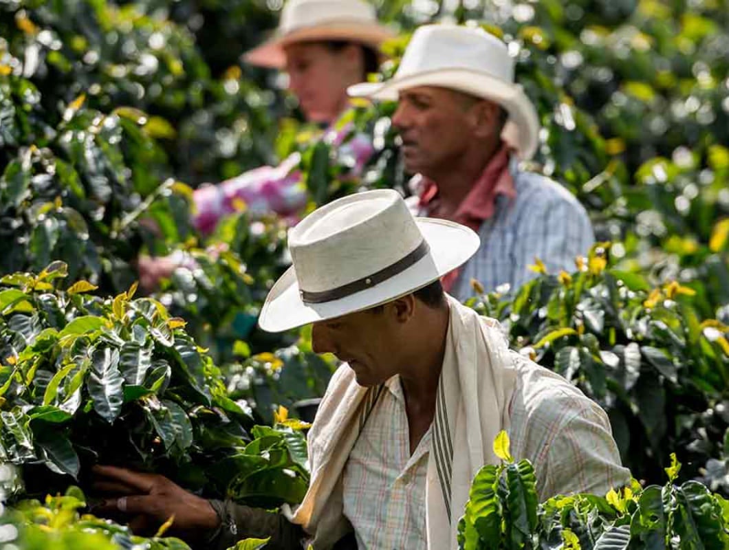Farmers picking coffee cherries on a plantation