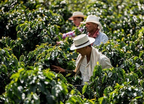 Farmers picking coffee cherries on a plantation 