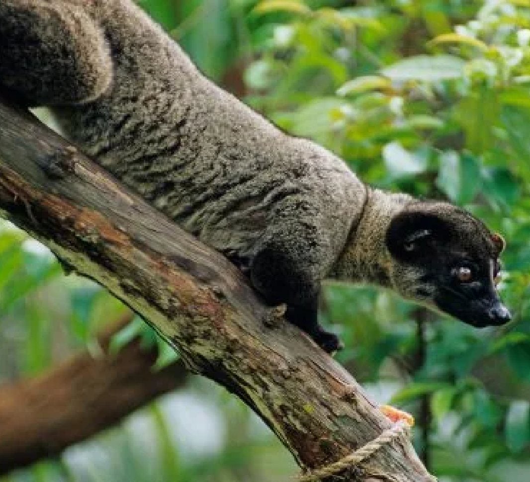 Asian Palm Civet on tree