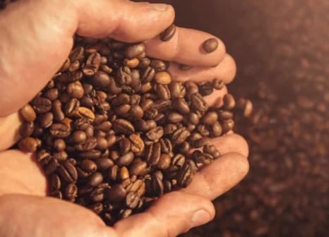 Pair of hands holding roasted coffee beans