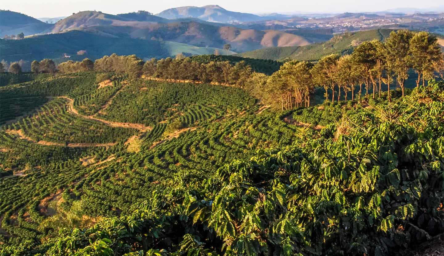 A coffee plantation in the Brazilian mountains