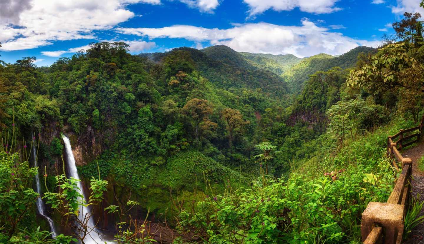 Forest In Costa Rica