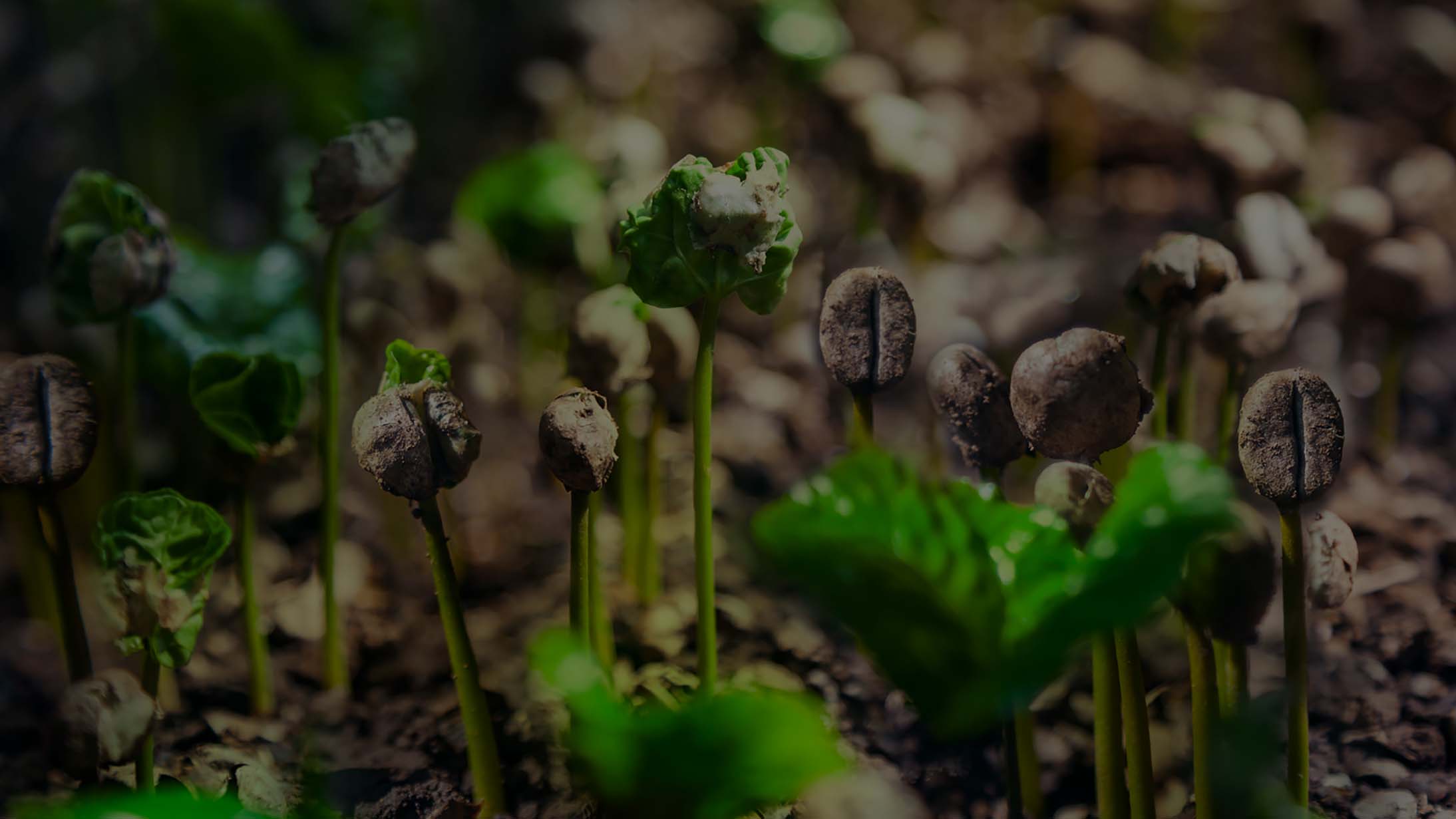 Improving soil health through The Milk Plan