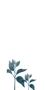 Coffee leaf