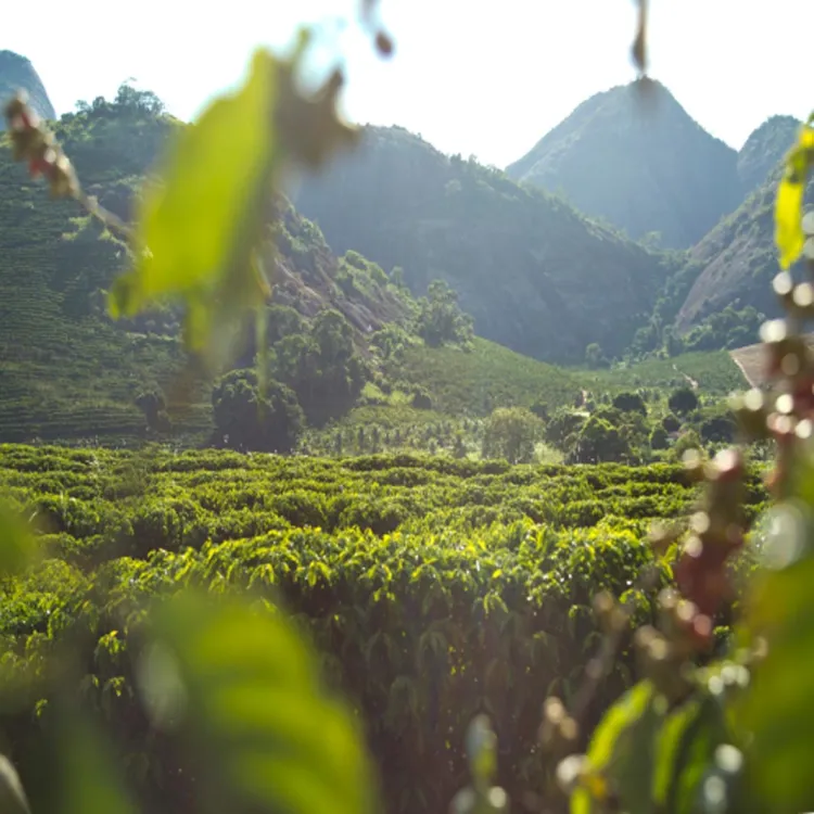 Coffee field