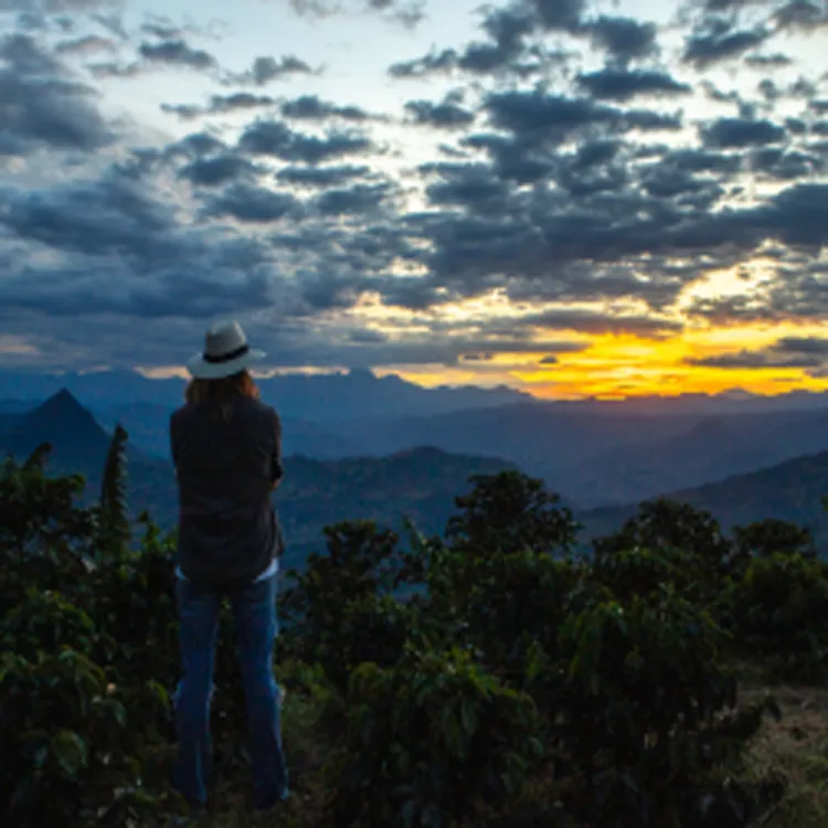 Sunset on coffee field