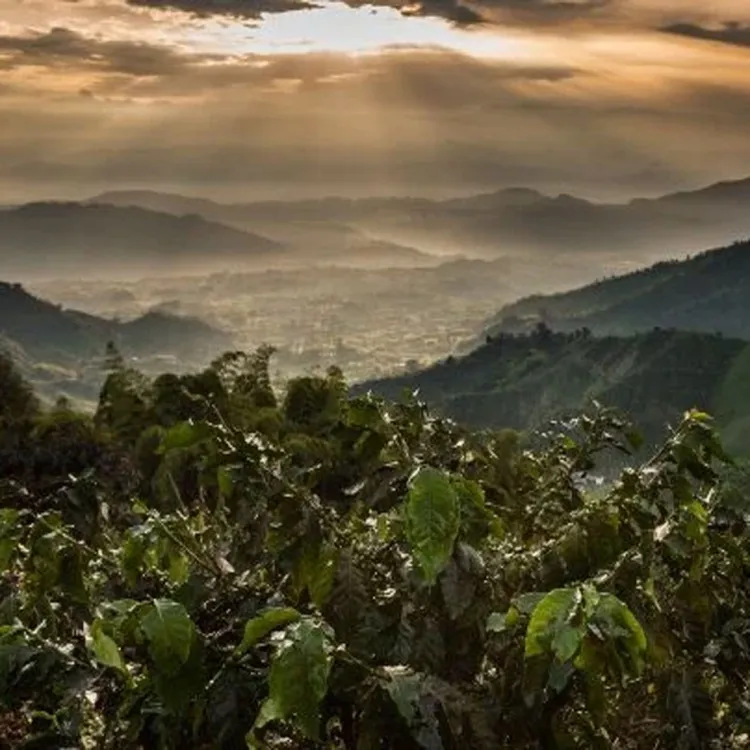 Coffee plantation landscape