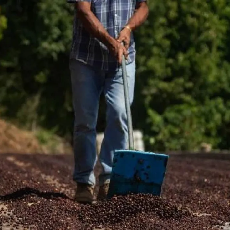 Costa Rican Coffee Beans Harvest