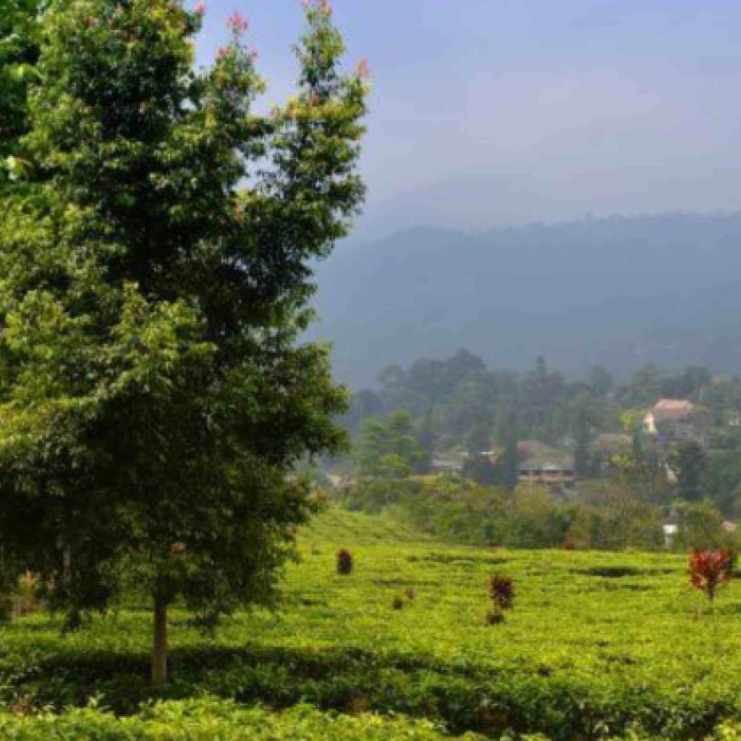 Field in Indonesia