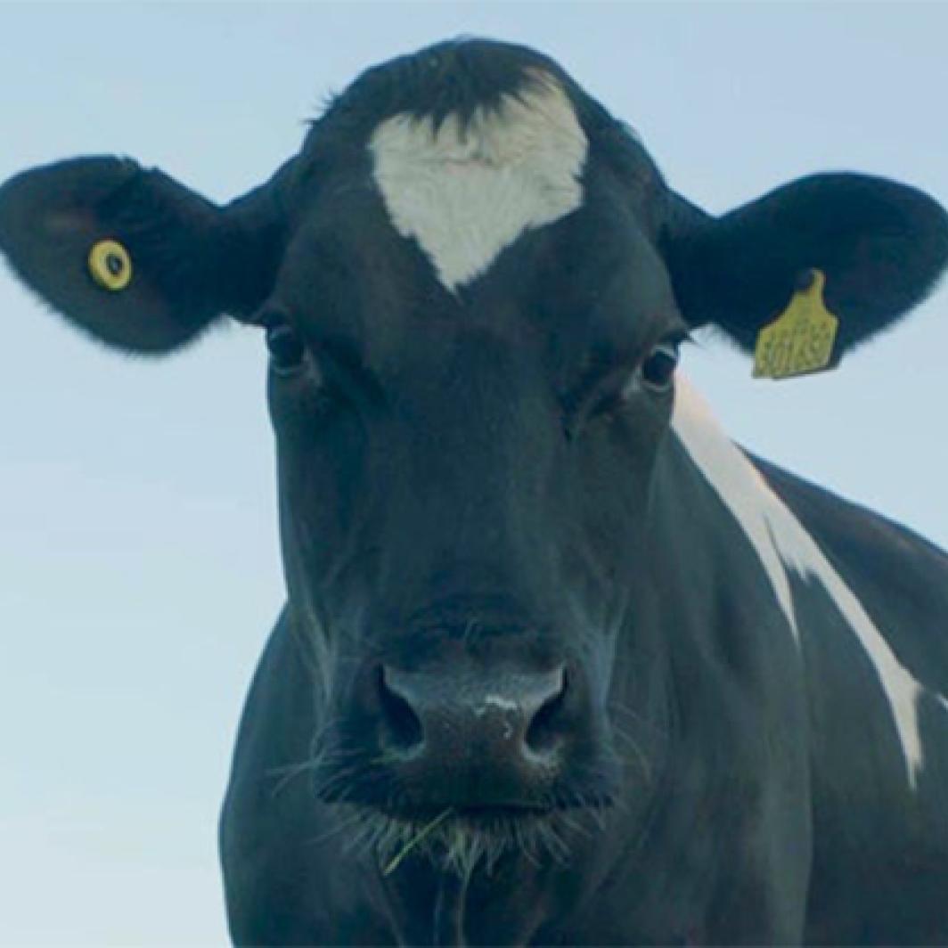 The NESCAFÉ Milk Plan