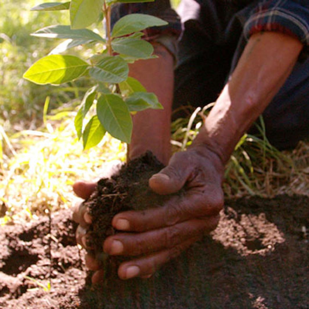 Tree Planting