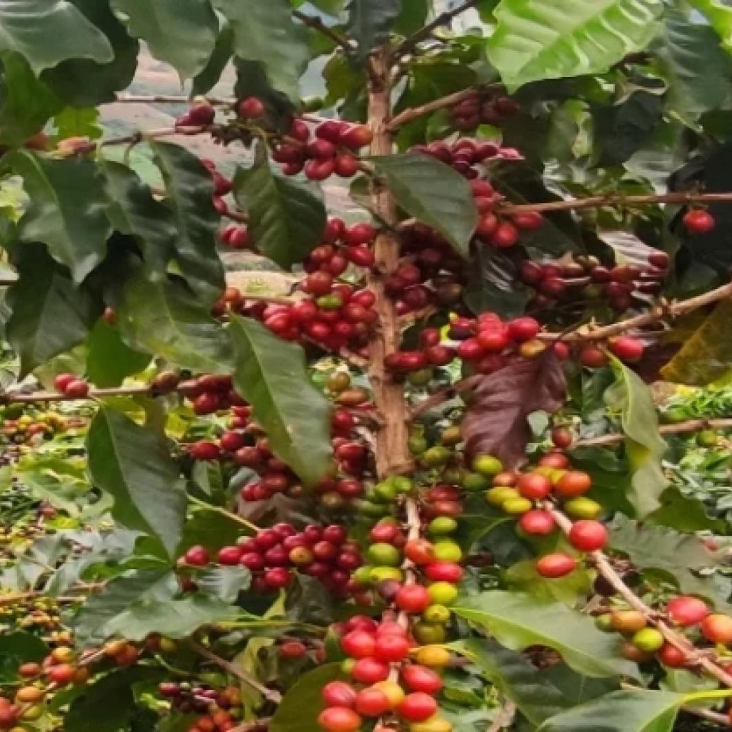 Types Of Coffee Beans: Their Similarities and Differences