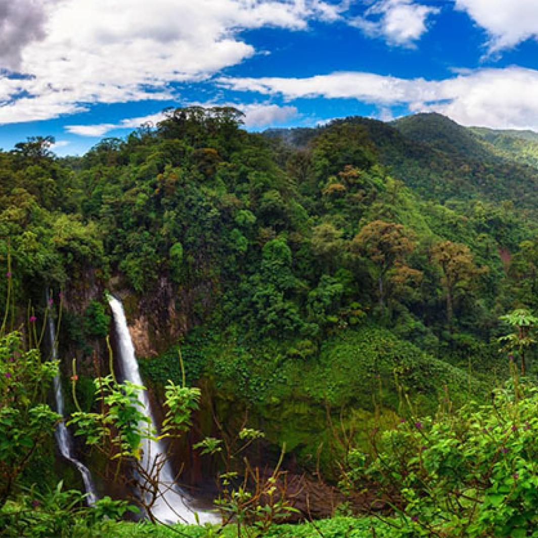 Forest In Costa Rica