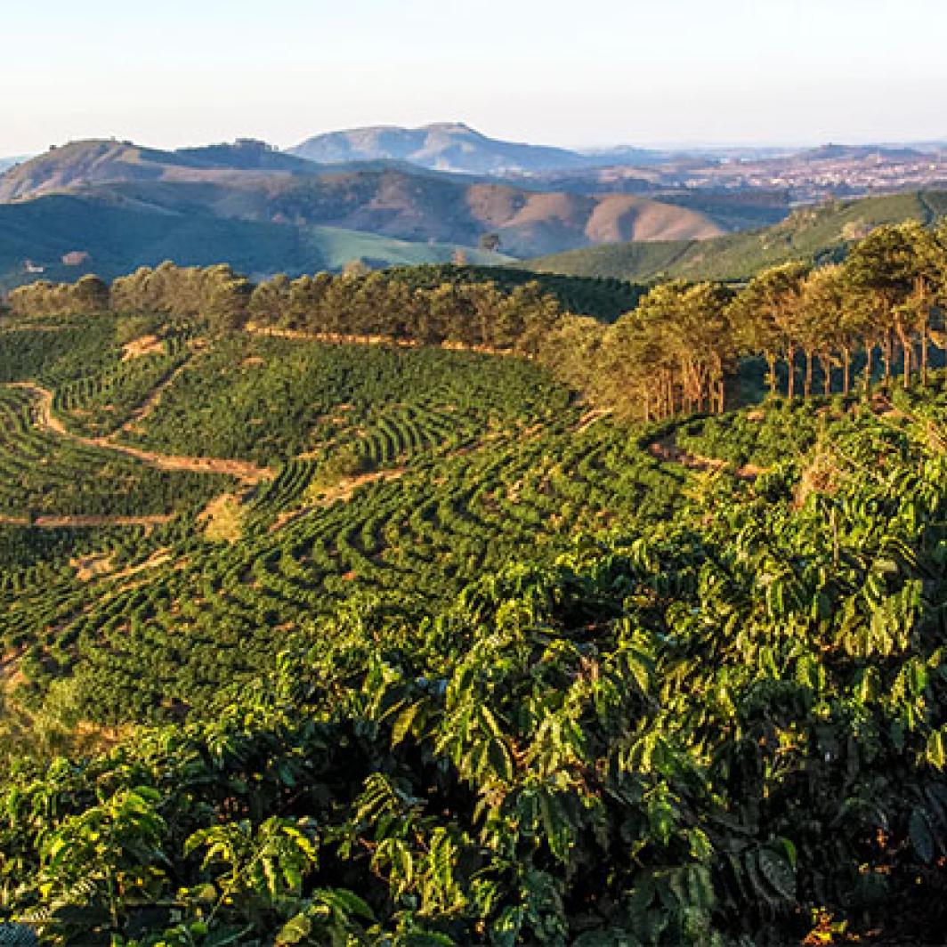A coffee plantation in the Brazilian mountains