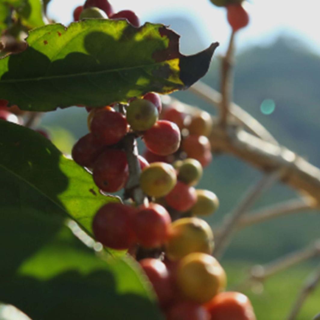 coffee beans