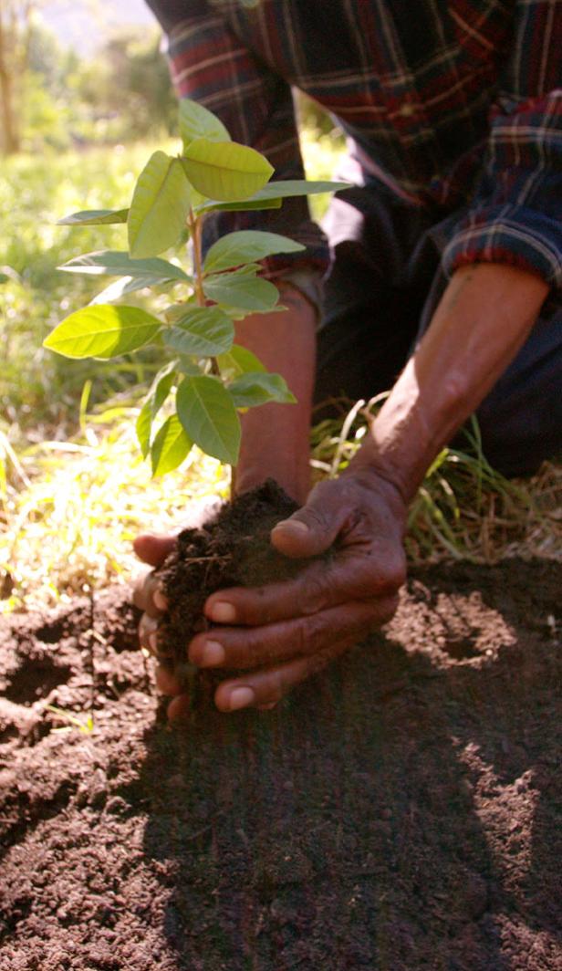 planting trees