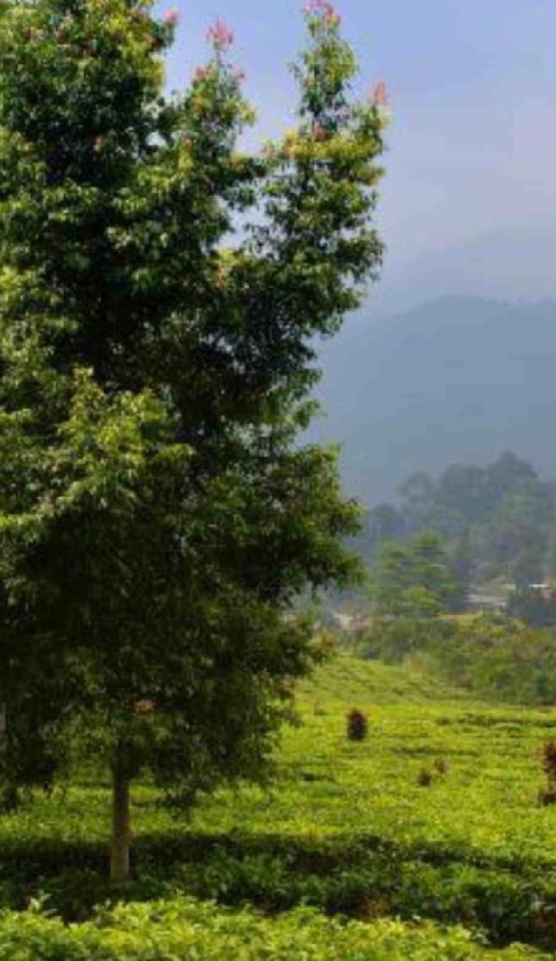 Field in Indonesia