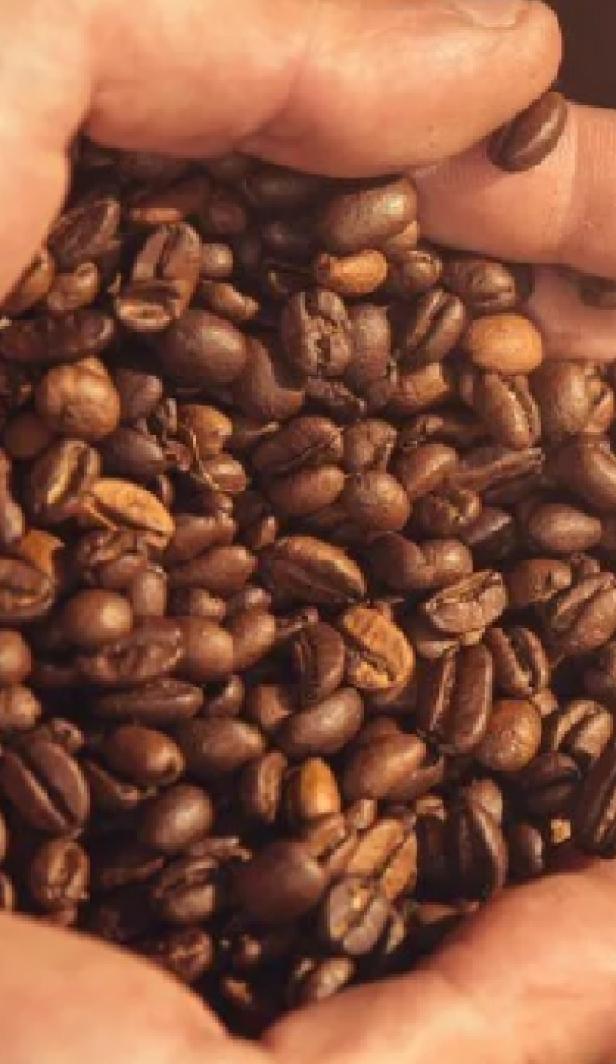 Hands holding roasted coffee beans