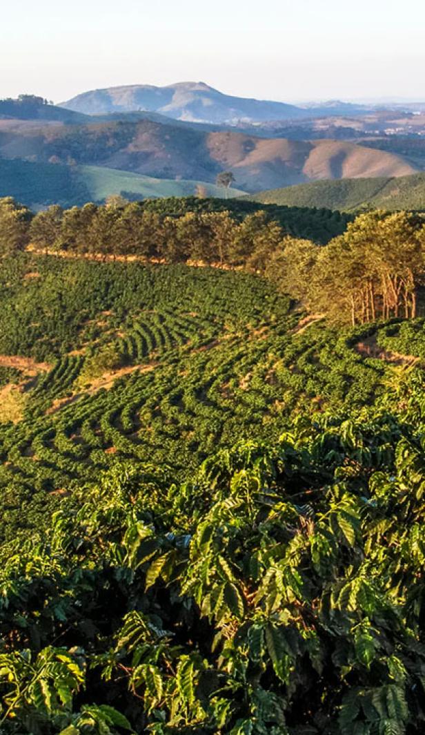 A coffee plantation in the Brazilian mountains