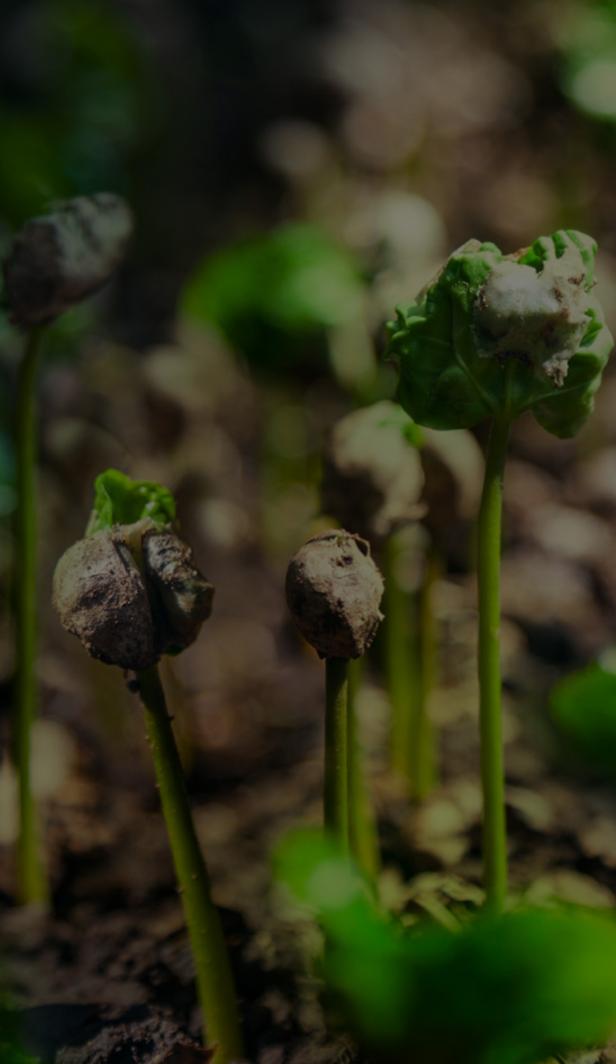 Improving soil health through The Milk Plan