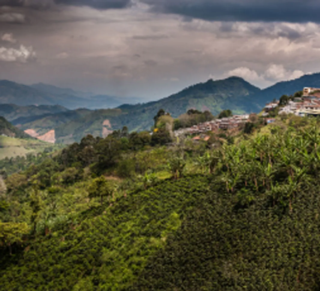 Coffee plantation