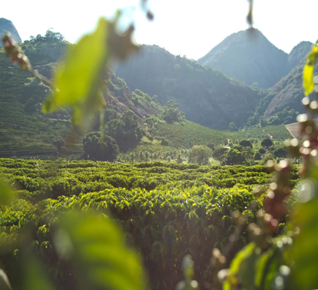 Coffee field