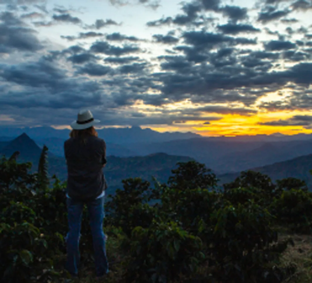 Sunset on coffee field