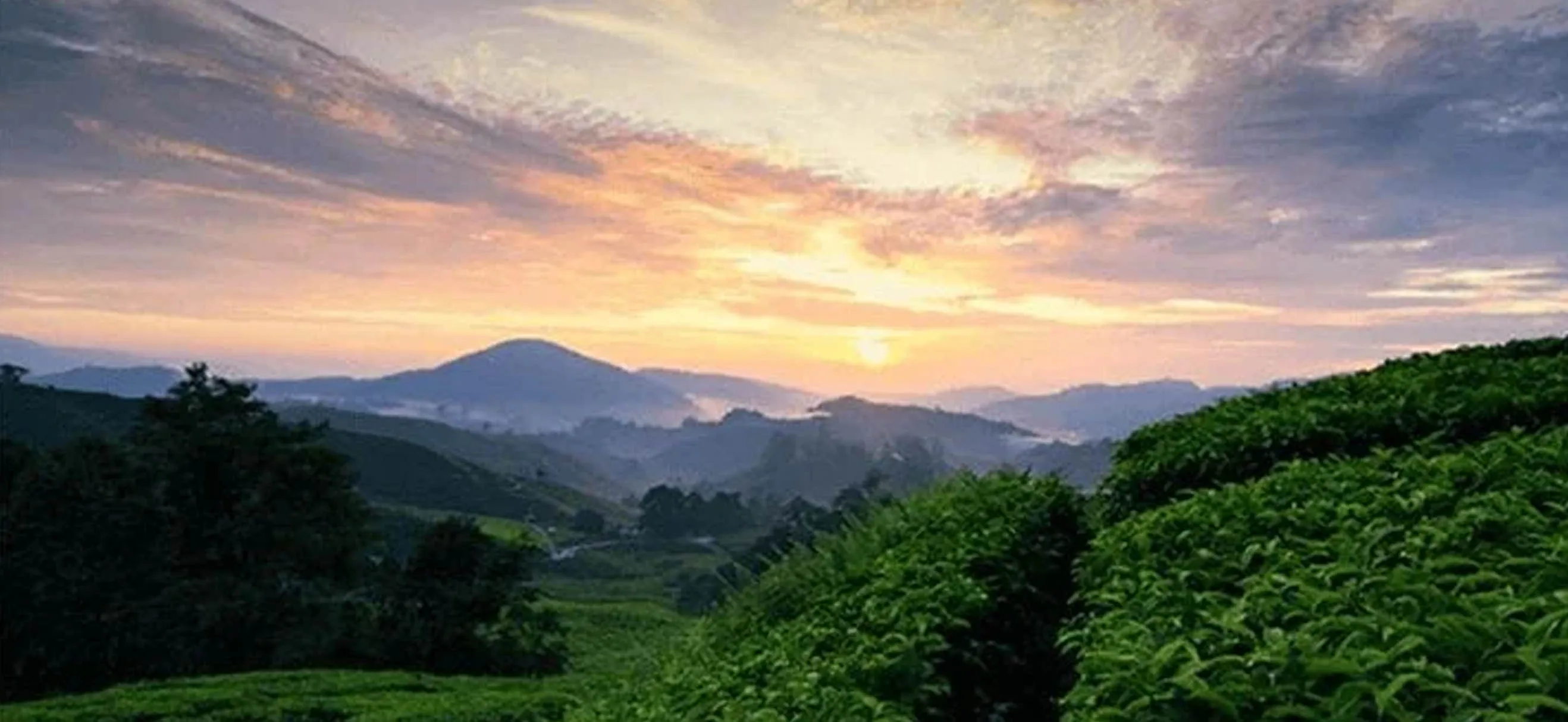 Coffee plantation in the sunset