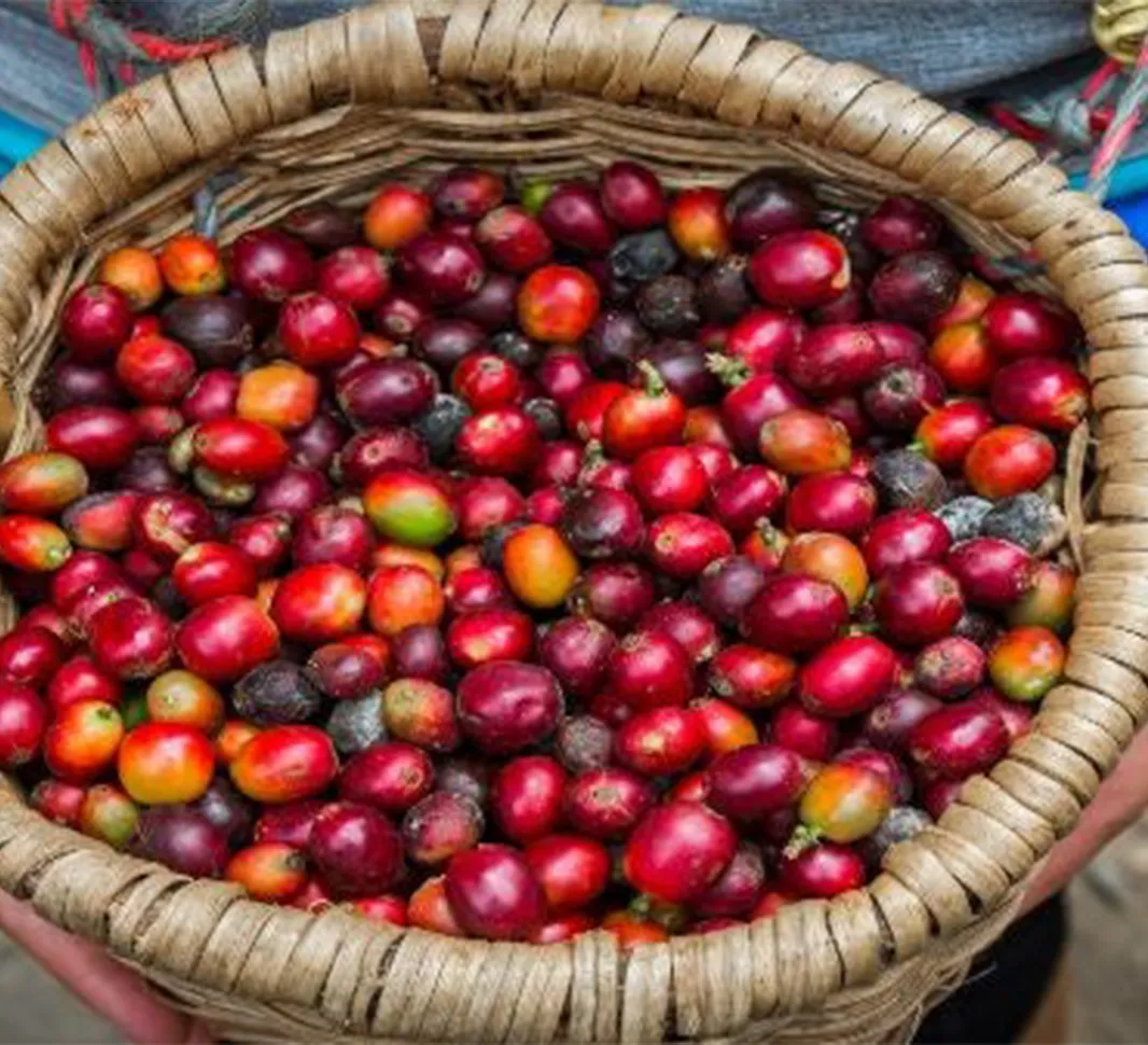 Colombian Coffee Flavour