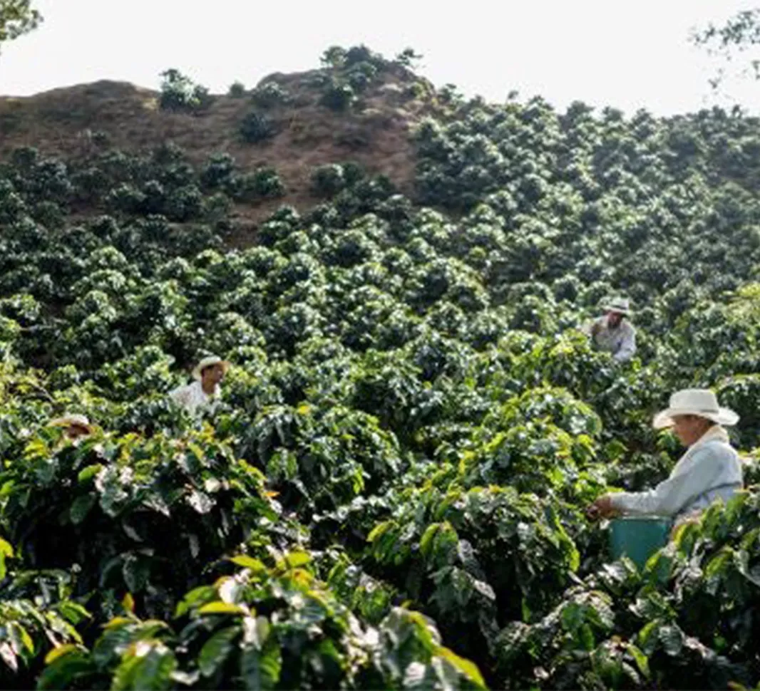 Colombian Coffee History