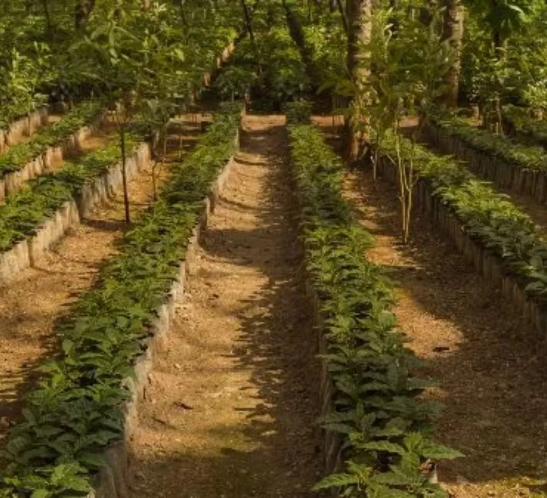 Coffee Crops In Guatemala