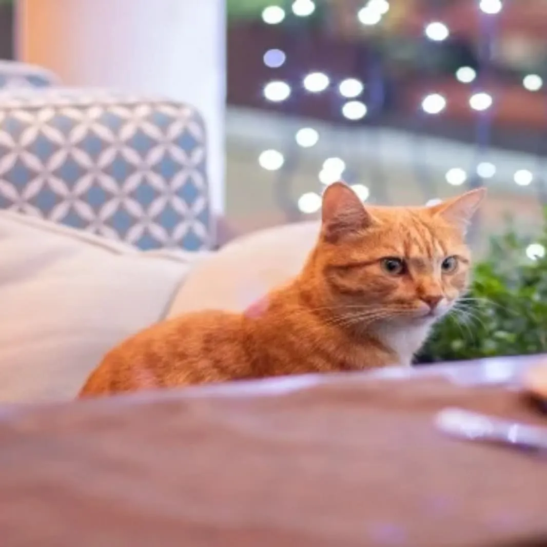 Cat in Café