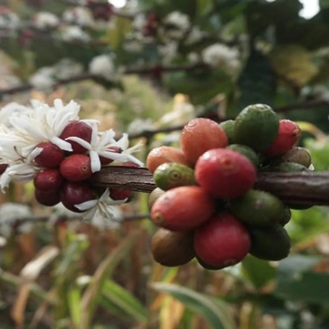 Liberica coffee beans