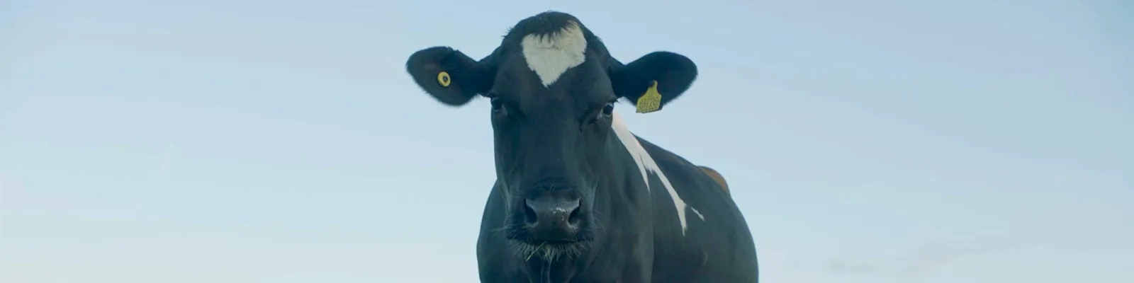 The NESCAFÉ Milk Plan