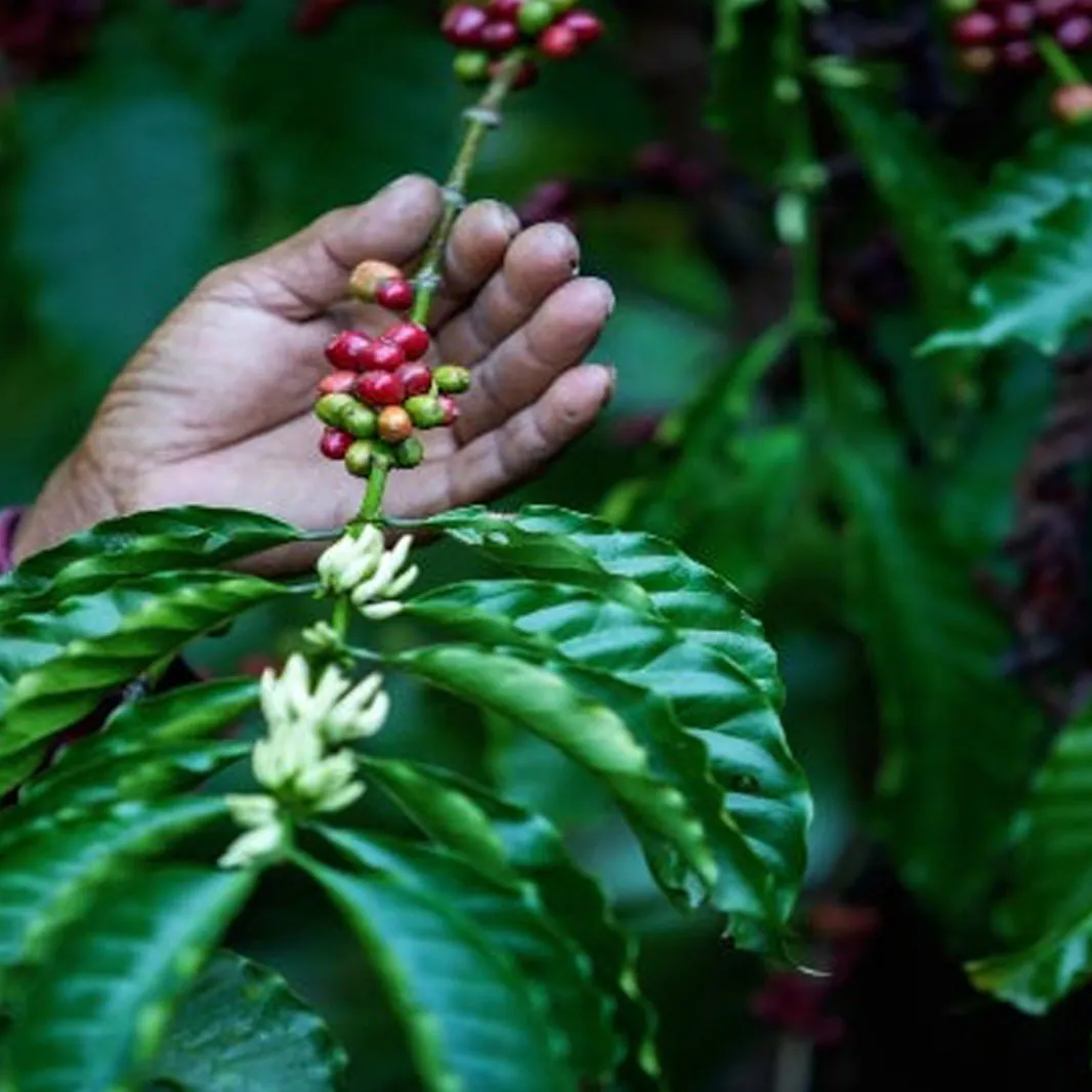 Robusta coffee beans