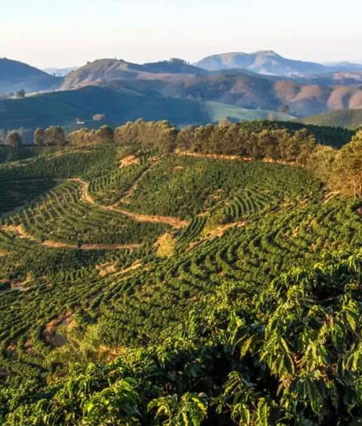 brazil-coffee-plantation
