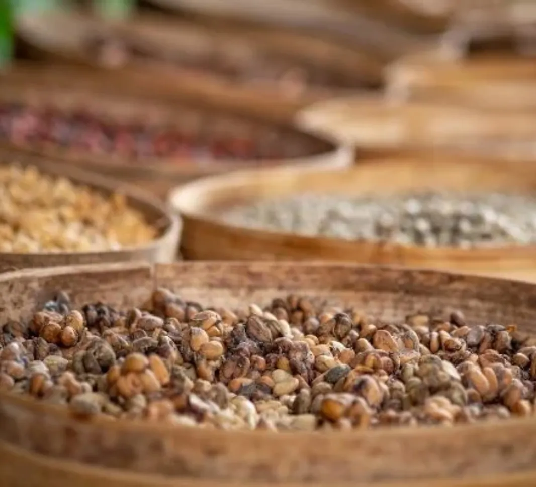 Dried coffee beans
