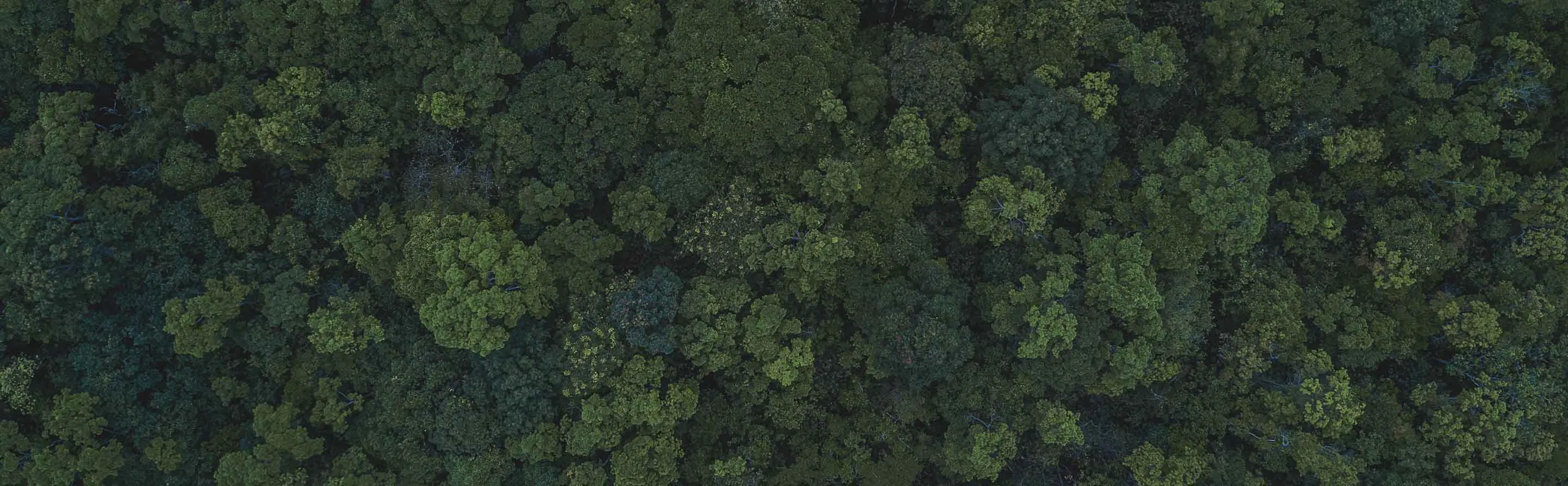 nescafé sustainability promise