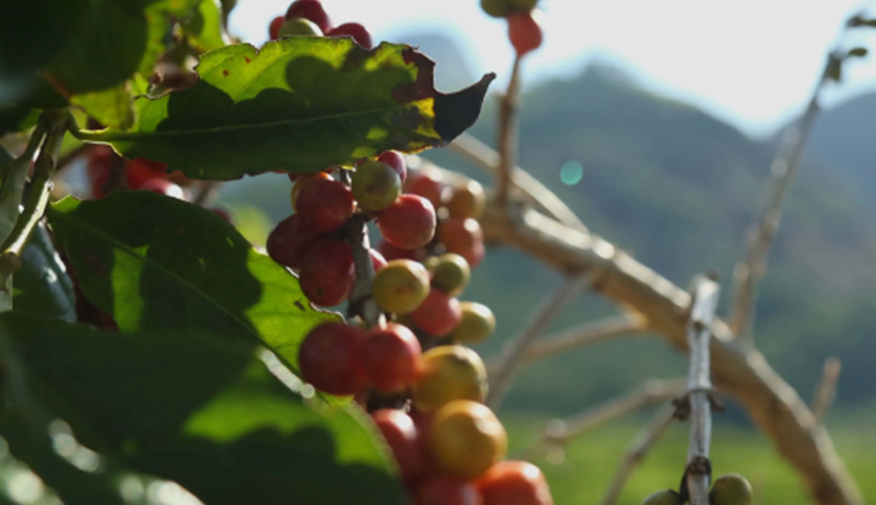 most expensive coffee in the world