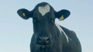 The NESCAFÉ Milk Plan