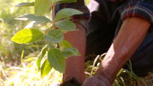 planting trees