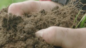 Nestle First Milk Grass