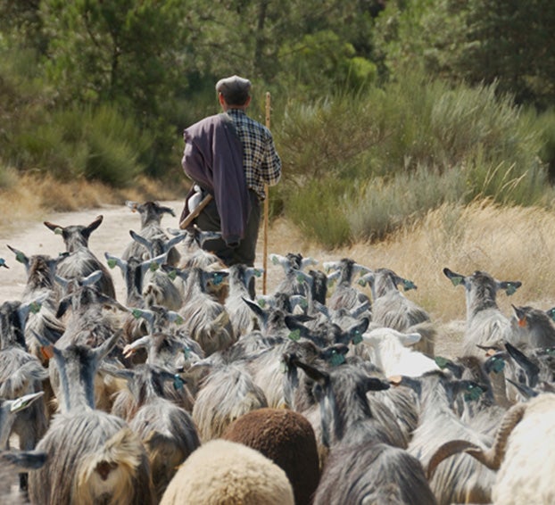 λέξεις για τον καφέ