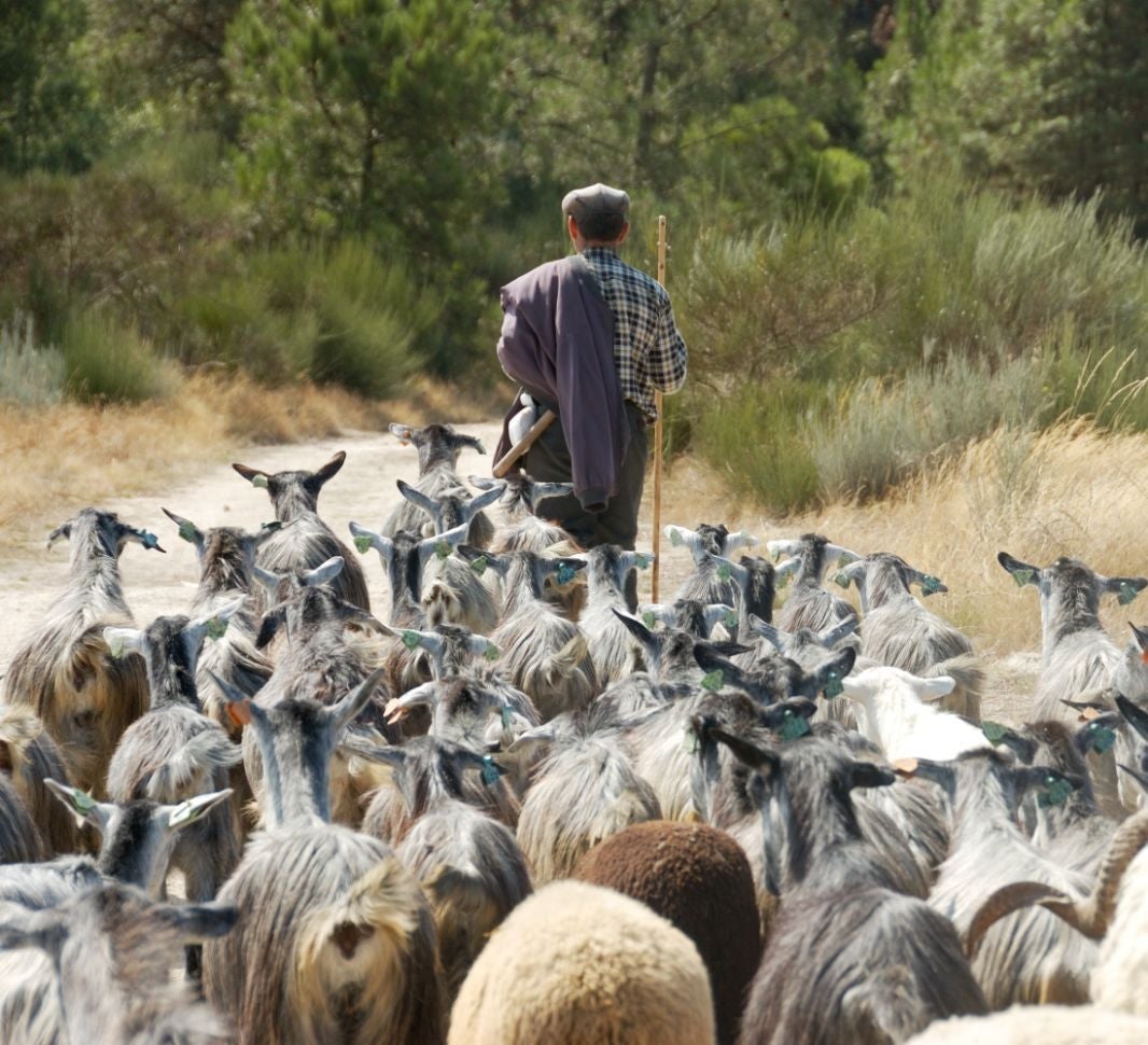 Εικόνα ιστορικού καφενείου