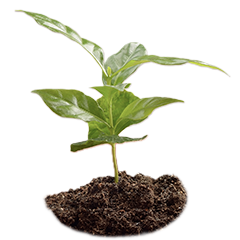 πρακτικές αναγεννητικής γεωργίας