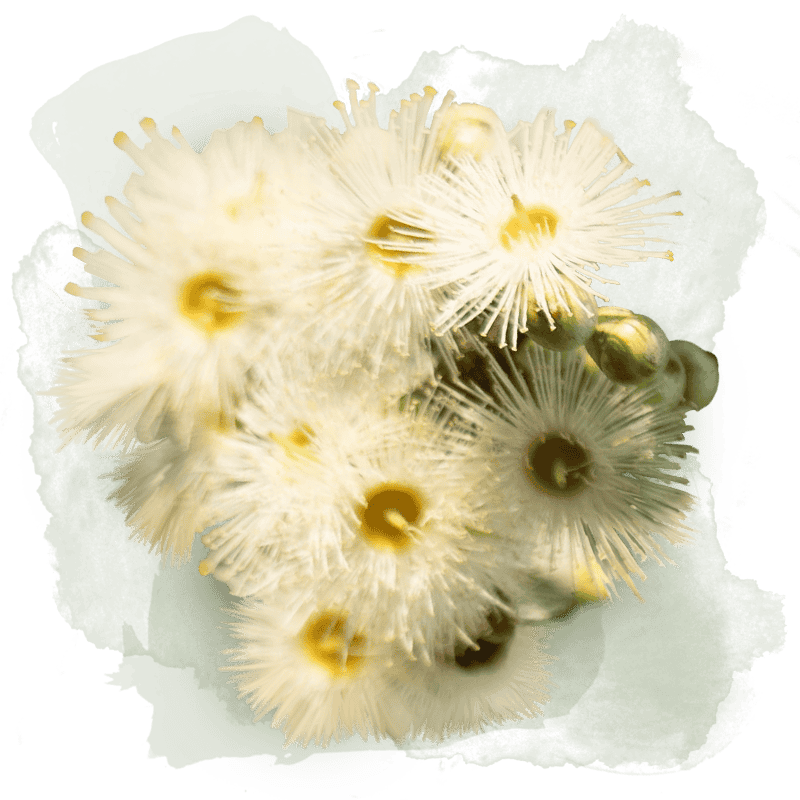 Δέντρα για ανεμοφράκτες