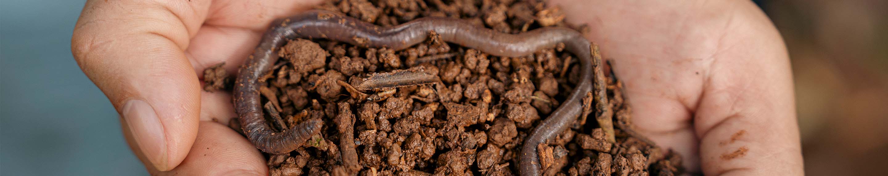 άρθρα σχετικά με την κουλτούρα του καφέ