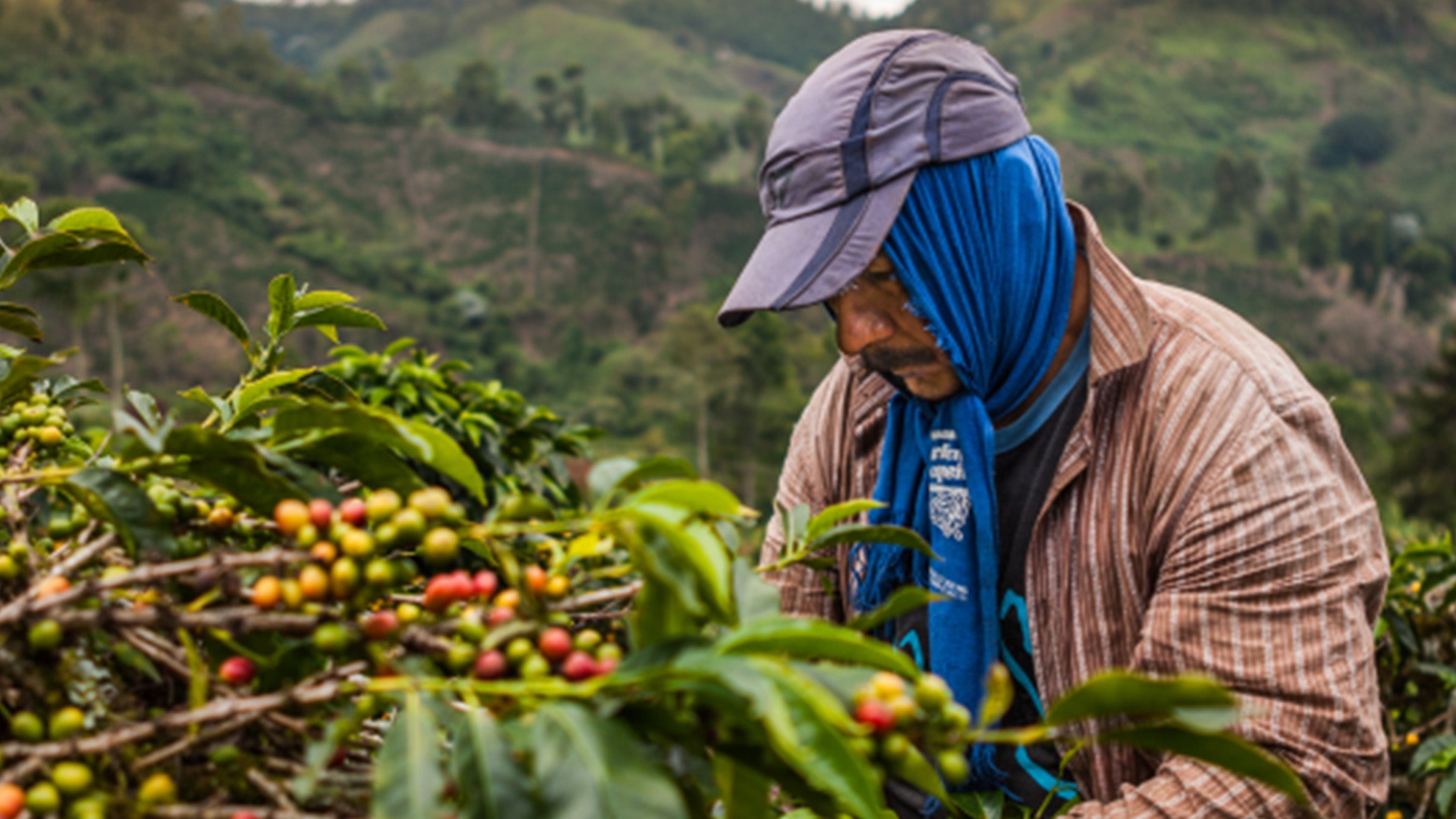 The origins of coffee