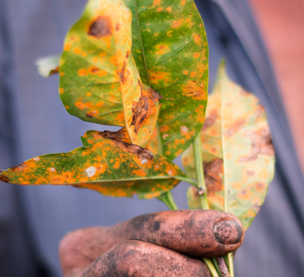 leaf rust resistant coffee plantlets